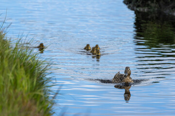 Baby Mallard (Anas platyrhynchos) in St. Anne's Park, Dublin &ndash; Common in Irish wetlands
