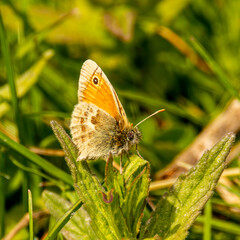 small heath butterfly on a green leaf
