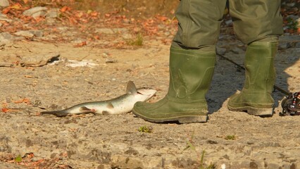 Fisherman fishing on the river and catches the trout fish. Angler try to pick up slippery fish, view of fishing rod, reel gear and waders. Trout on the rocky bottom.