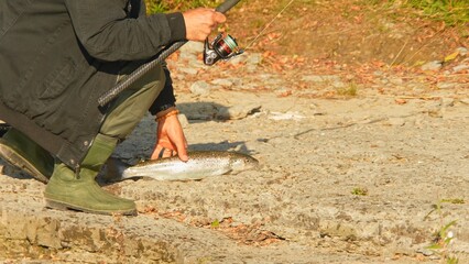 Fisherman fishing on the river and catches the trout fish. Angler try to pick up slippery fish, view of fishing rod, reel gear and waders. Trout on the rocky bottom.