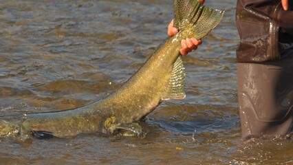 Fisherman in waders unhooking Pacific Salmon catch from the line. Fishing game and sport for anglers. Spawn and migrating of Chinook salmon season on the river. Salmon run to lay roe or eggs.