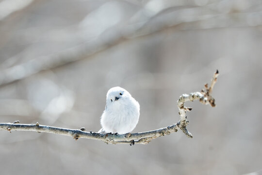 Cute white Shimaenaga bird looking at camera on tree branch in Japan