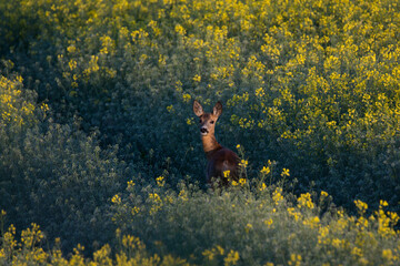 roe deer in the Rapeseed field 