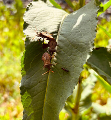 Reproduction of bedbugs Fringed margin (Coreus marginatus)