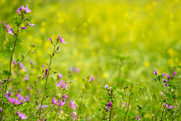 Blooming wildflowers with vibrant purple blossoms in a sunny spring meadow