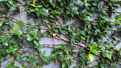 Green vines and moss growing on a weathered stone wall