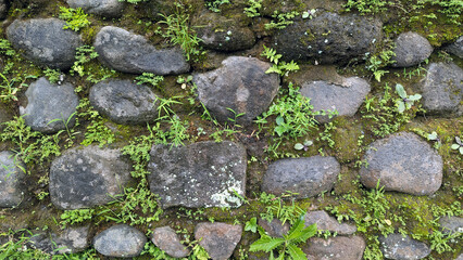 Moss and small plants growing between gray cobblestones, creating a natural, textured pattern