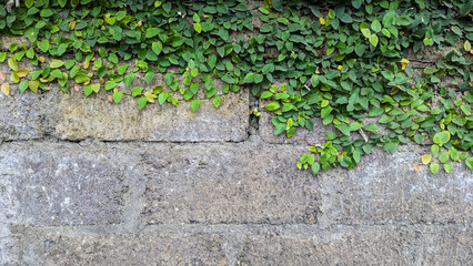The green vines covering the gray wall create a contrast with the urban nature.