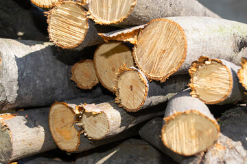 Wood logs stacked in sunlight showcasing fresh cuts and natural textures in a serene outdoor setting
