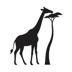 giraffe eating from a tall tree vector art