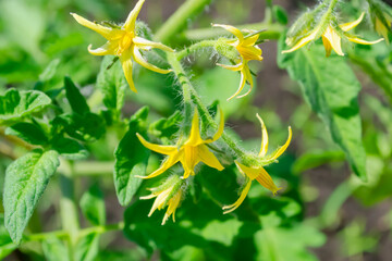 Yellow tomato blossoms growing in a sunny garden during the spring season