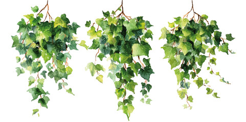 Golden Pothos Hedera Philodendron cordatum on transparent background. Set of small green ivy vines isolated on transparent background © DARK TRUST