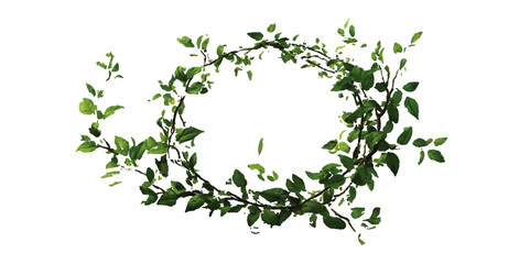 Circular arrangement of fresh green leaves on thin. Organic wild lettuce leaves in vibrant isolation