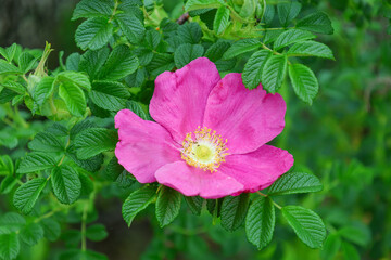 Close-up of a Rugosa rose flower