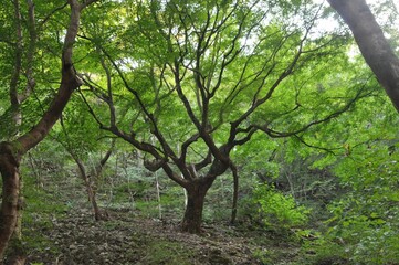 Fototapeta premium Maple tree leaves and seasonal features