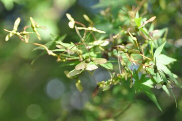 Maple tree leaves and seasonal features