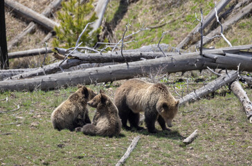 Grizzly Bear Sow and Cubs in Springtime in Yellowstone National Park
