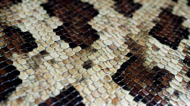 a close up of a snake skin with a pattern of brown and white