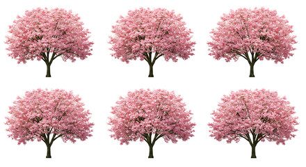 Obraz premium Set of Prunus subg frontal isolated png on a transparent background perfectly cutout 