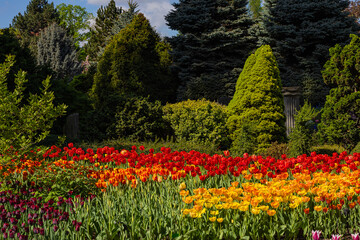 Vibrant tulip garden with layered rows of red, orange, yellow, and purple flowers in front of lush green trees, designed with artistic precision. Landscape design, color harmony and plant aesthetics