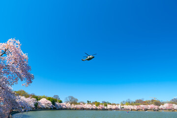 Sakura blossoms along a tide pool in Washington, D.C.