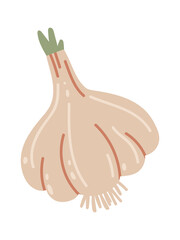 Hand drawn illustration of a whole garlic bulb with roots and a green sprout growing from the top, isolated on a white background, representing healthy eating, cooking, and natural remedies