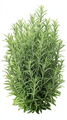 Obraz premium A stunning image of rosemary, (Salvia rosmarinus, Rosmarinus officinalis) plant set frontal bush herbaceous perennial plant isolated png on a white background perfectly cutout.