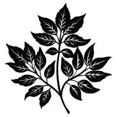 Vector illustration of ash tree leaves in black and white for botanical designs and backgrounds
