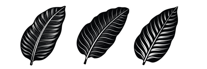 Obraz premium Black and white tropical leaves illustration vector design set for print and background decoration art 