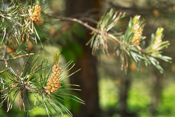 Fototapeta premium Cluster of Small Pine Pones and Green Needles on a Tree Branch, Showcasing Natural Growth Concept in Forest.