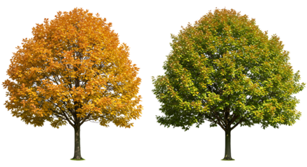 Set of street medium summer and autumn various trees frontal isolated png on a transparent background perfectly cutout
