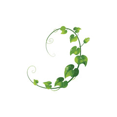 Green Climbing Vine Plant Isolated on White Background,Twisting Vine with Leaves Botanical Illustration,Realistic Green Vine with Tendrils and Leaves,Young Vine Plant Growing in Spiral Shape
