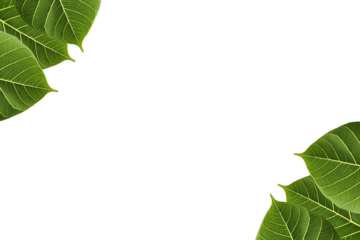 Green banyan leaf frame isolated on transparent background png