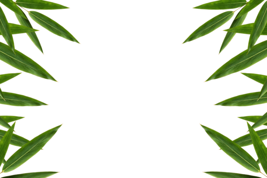 bamboo leaves frame isolated transparent background png