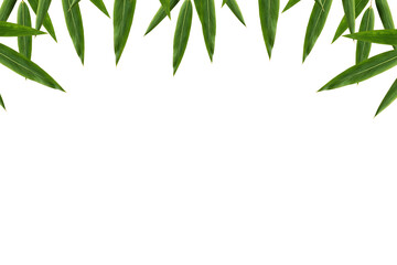 green bamboo leaves isolated
