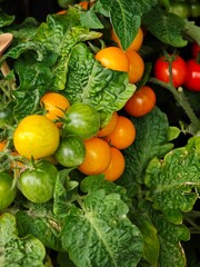Colorful cherry tomatoes ripening on vine in an organic garden during mid-afternoon sunlight