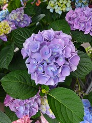 Beautiful collection of colorful hydrangeas blooming in a garden during spring season