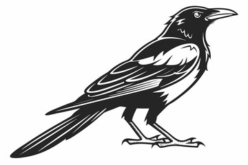 magpie sihouette black vector