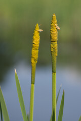 Breitblättriger Rohrkolben