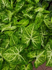 Lush green leaves with striking patterns fill a garden space in mid-afternoon light, creating a vibrant, natural atmosphere