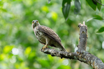 The crested goshawk (Lophospiza trivirgata) is a bird of prey in the family Accipitridae that is widely distributed in tropical Asia. It was formerly placed in the genus Accipiter