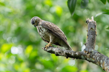 The crested goshawk (Lophospiza trivirgata) is a bird of prey in the family Accipitridae that is widely distributed in tropical Asia. It was formerly placed in the genus Accipiter