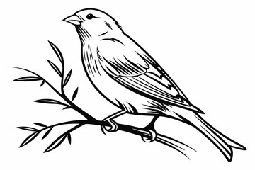 canary sihouette black vector