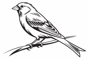 Fototapeta premium canary sihouette black vector