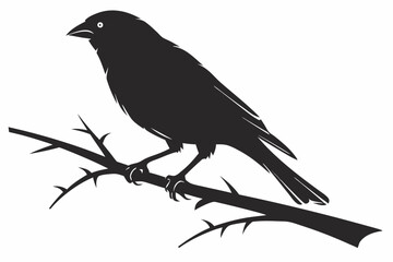 canary sihouette black vector