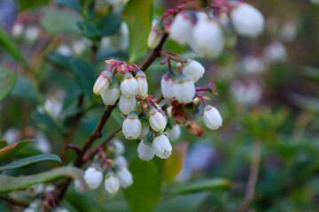 Delicate white bell-shaped flowers on a branch herald a future berry harvest, filling the air with spring freshness. The bloom emphasizes the beauty of nature, creating a harmonious and peaceful image