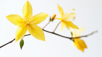 Fototapeta premium Delicate yellow flower blooms on a branch against white background.