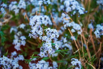 blue flowers in the forest