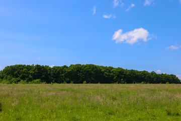A wide green field stretches to the horizon, meeting a dense line of trees. Above, a clear blue sky with a few white clouds extends, creating a serene and expansive rural landscape.