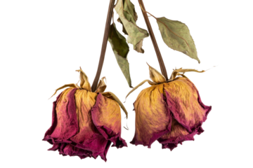 Two Dried Wilted Rosebud Hanging Upside Down, isolated on a transparent background